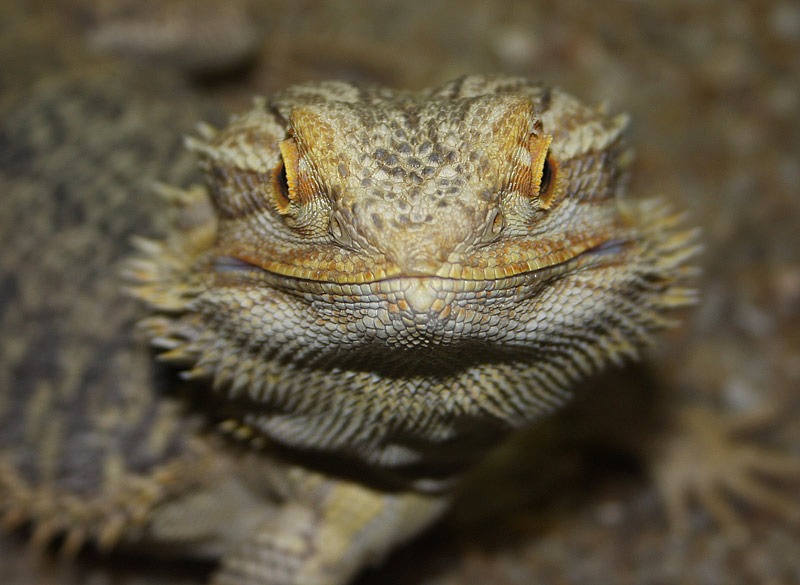Agame barbu, Pogona barbatus