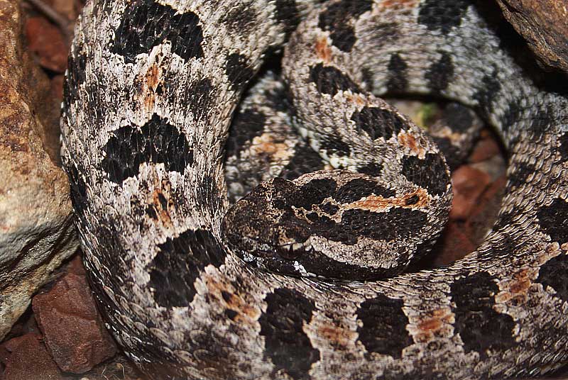  Crotale pygm, Sistrurus miliarius barbouri