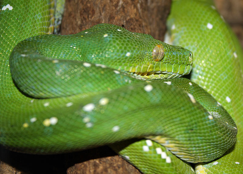  Python vert, Morelia viridis