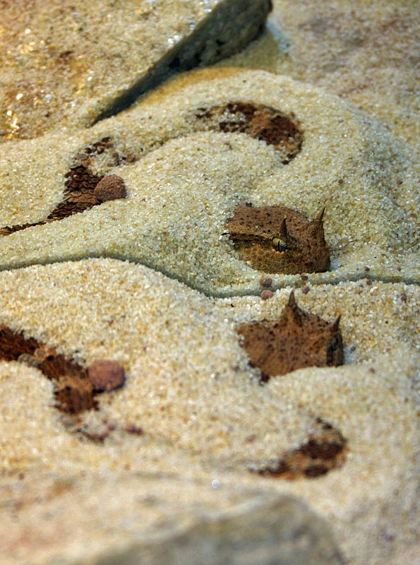 Vipre  cornes du Sahara, Cerastes cerastes