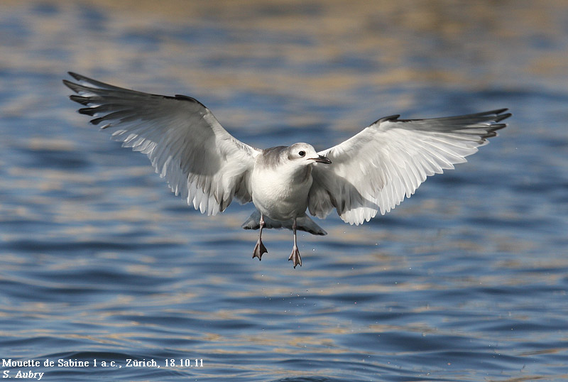 Mouette de Sabine, Xema sabini