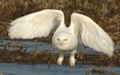 66530018.unal6G3T.harfangstbruno300306_7656_1copy crop.jpg