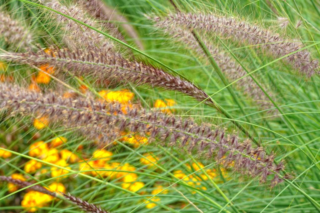 Grasses, At Brocks Monument, Queenston Heights