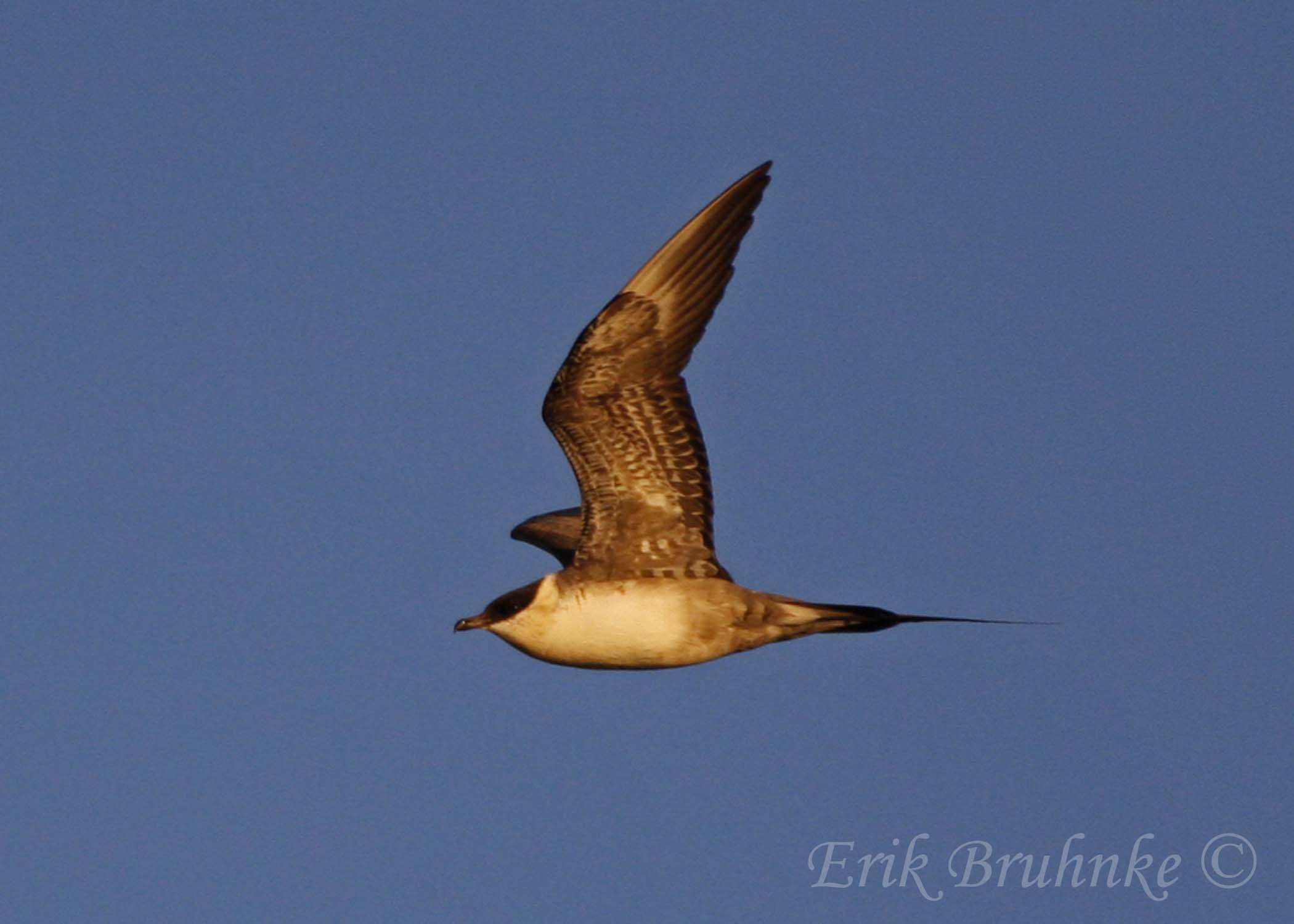 Sub-adult Long-tailed Jaeger