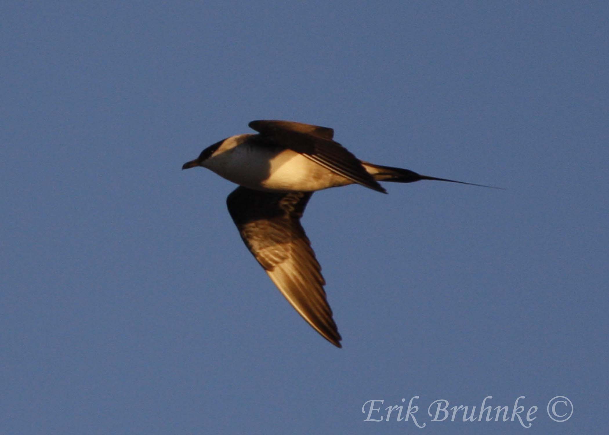 Sub-adult Long-tailed Jaeger