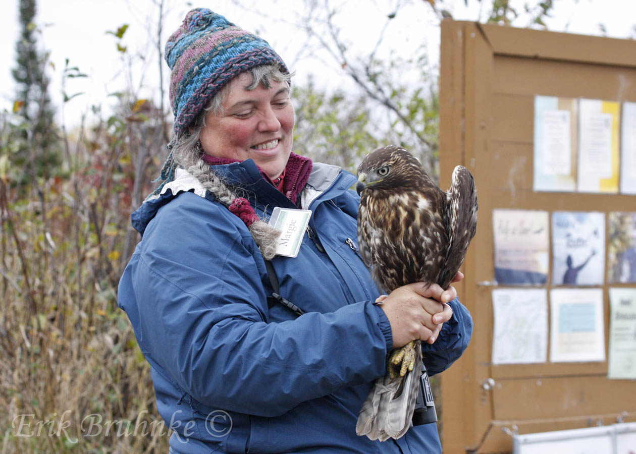 Margie with the juvenile rufous morph Red-tailed Hawk