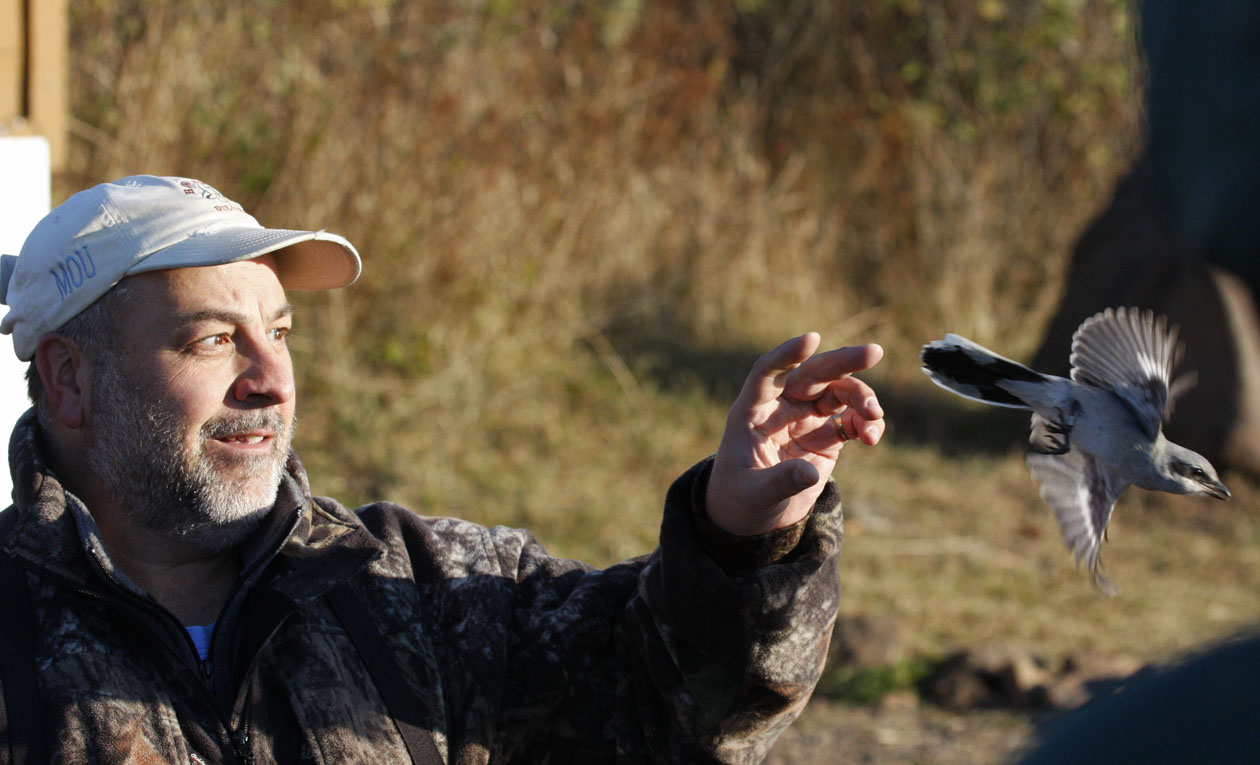 Andrew releasing Northern Shrike