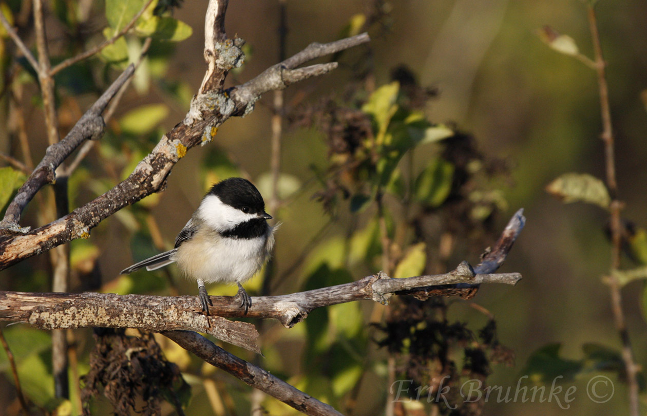 Banded Black-capped Chickadee at Sunrise