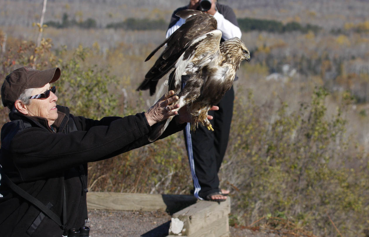 Linda releasing her Rough-legged Hawk
