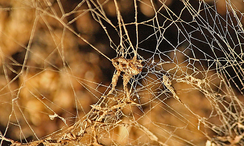 Mummified Spider