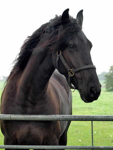 Horse in the Rain