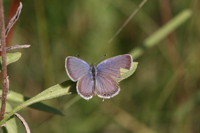 Eastern Tailed-Blue