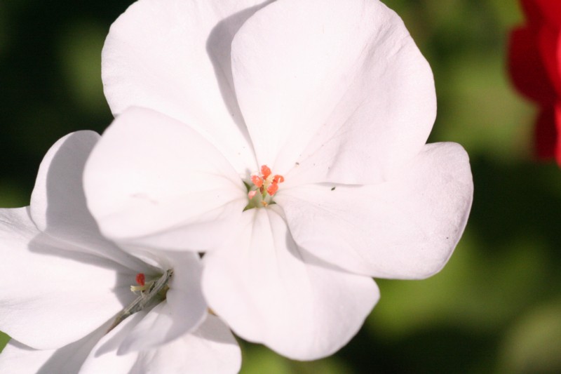 White Geranium