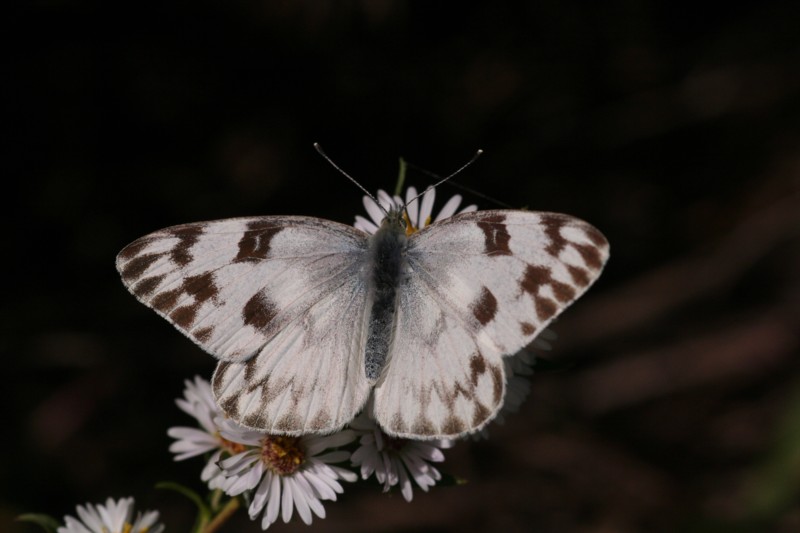 Checkered White