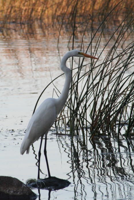 Great Egret