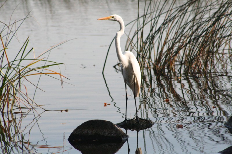 Great Egret