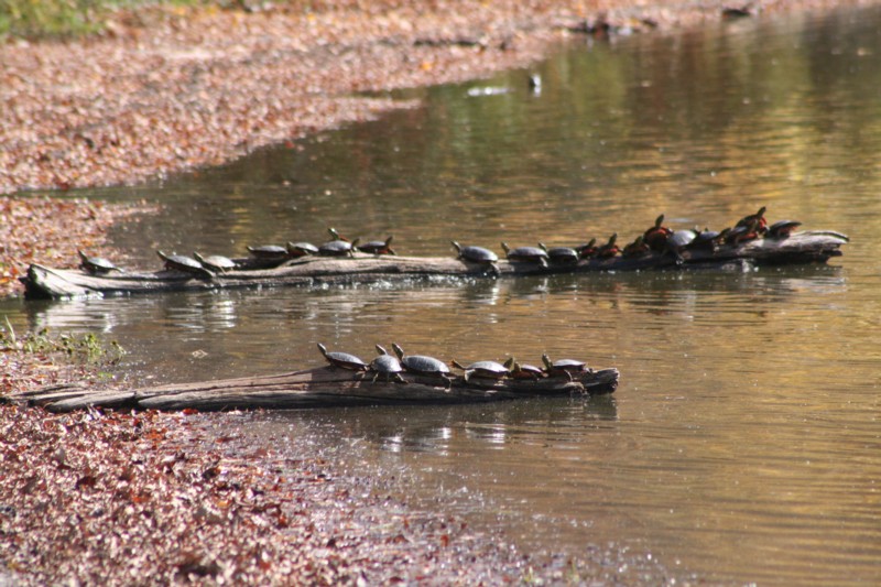 Two Logs, Twenty-Six Turtles