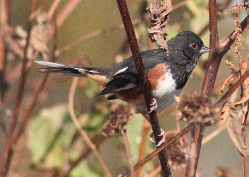 Eastern Towhee