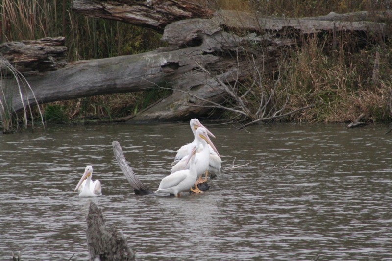 Pelicans