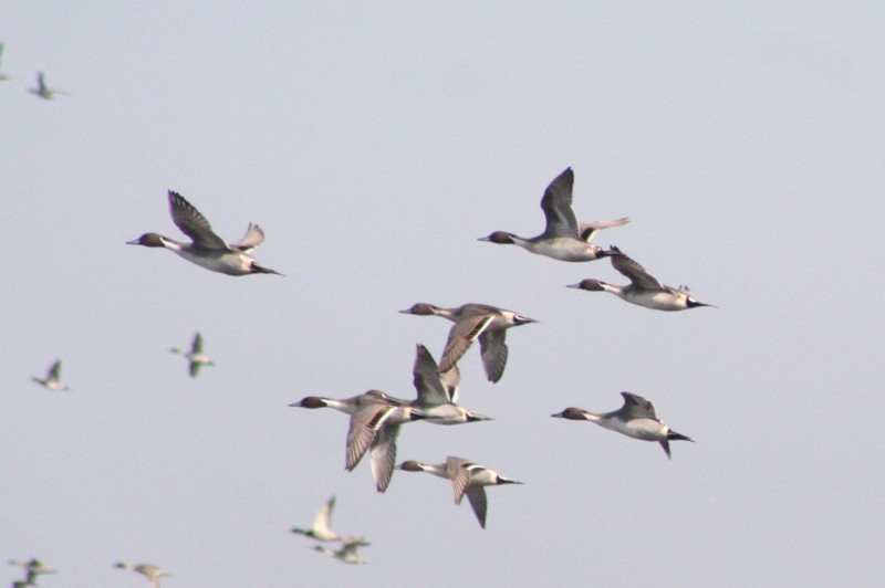 Northern Pintails In Flight