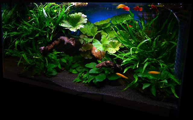 45th day after set up