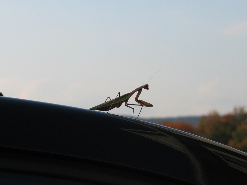 walking_stick2.jpg
