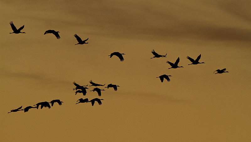 sandhill cranes 100910_MG_9790