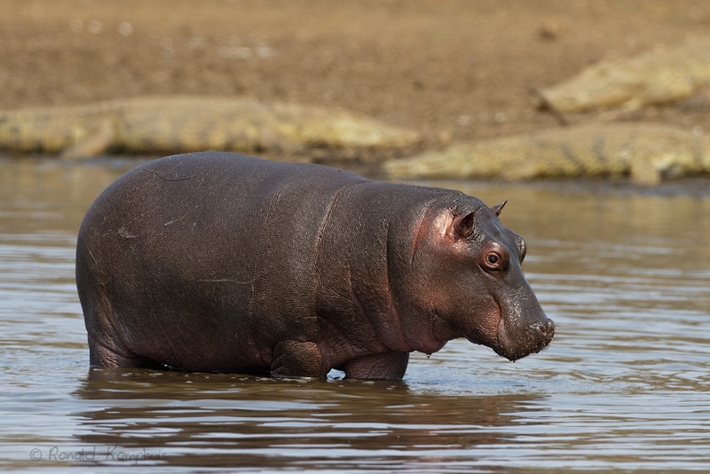 Hippopotamus - Nijlpaard