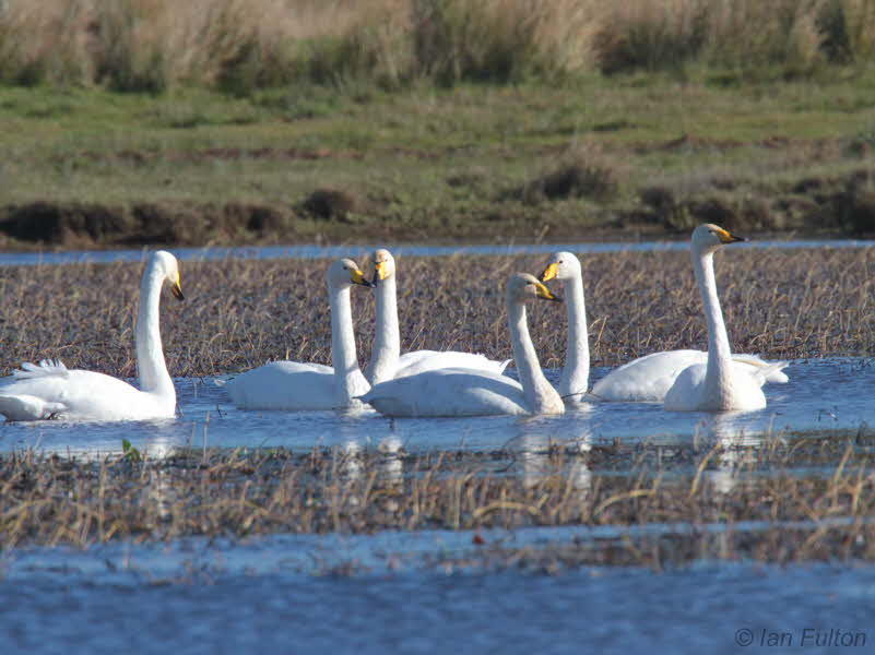 Whooper Swan, Crom Mhin Bay, Clyde