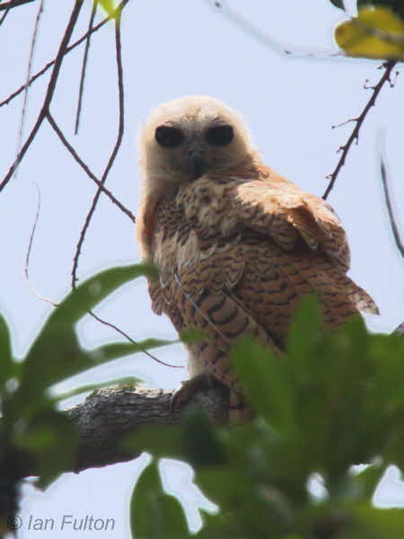 Pels Fishing Owl (juvenile), Mpivie River-Loango NP, Gabon