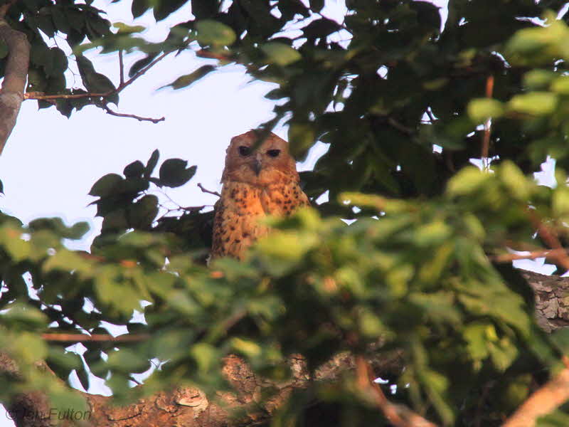 Pels Fishing Owl, Mpivie River-Loango NP, Gabon