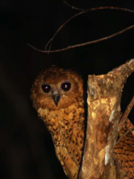 Pels Fishing Owl, Mpivie River-Loango NP, Gabon