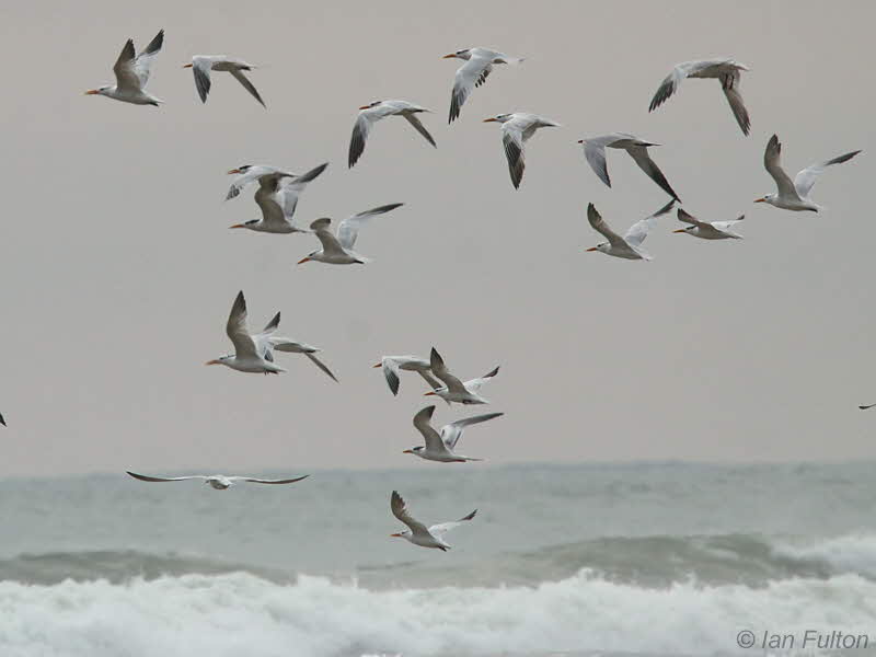 Royal Tern, St Catherines Beach-Loango NP, Gabon