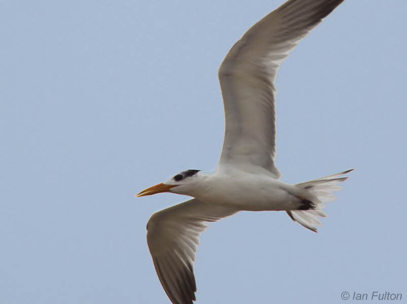 Royal Tern, St Catherines Beach-Loango NP, Gabon
