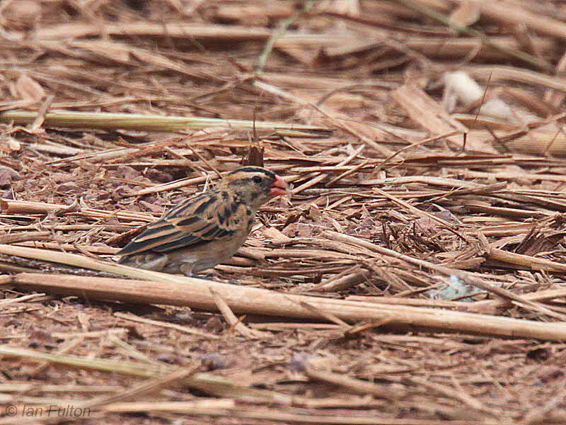 Pin-tailed Whydah (female), Makokou, Gabon