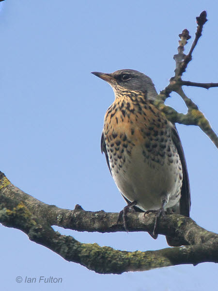 Fieldfare, West Millichen Farm, Clyde