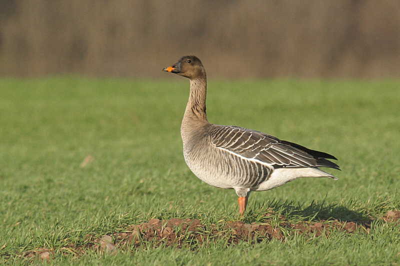 Tundra Bean Goose, Skateraw, Lothian