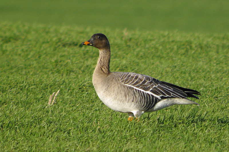 Tundra Bean Goose, Skateraw, Lothian