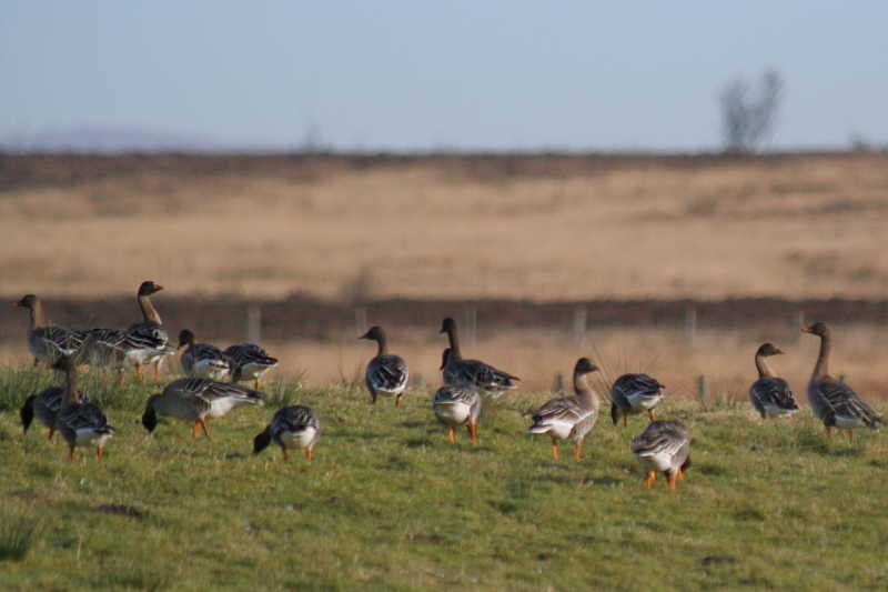 Taiga Bean Goose, Garbethill Muir, Clyde