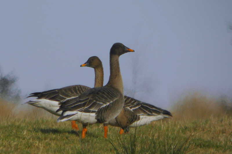 Taiga Bean Goose, Garbethill Muir, Clyde