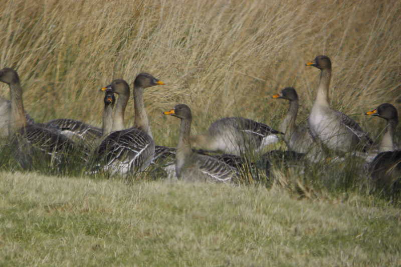 Taiga Bean Goose, Garbethill Muir, Clyde