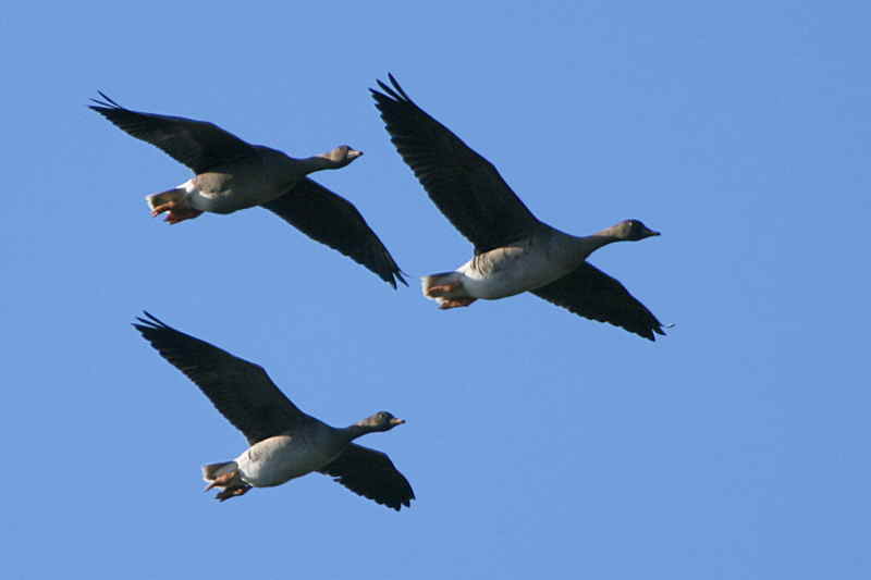 Taiga Bean Geese, Fannyside Muir, Clyde
