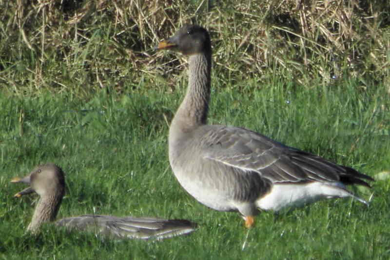 Taiga Bean Geese, Fannyside Muir, Clyde