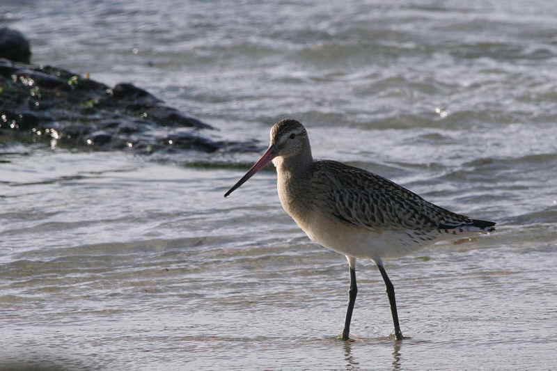 Bar-tailed Godwit, North Ronaldsay, Orkney