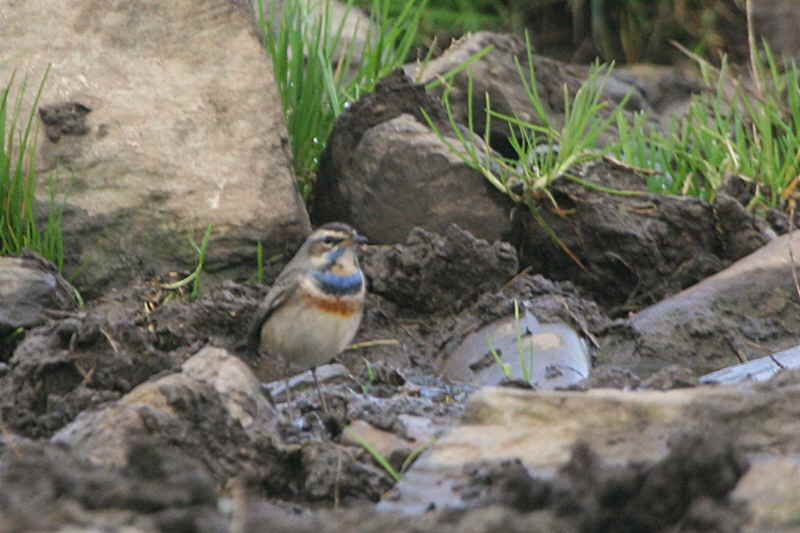 Bluethroat