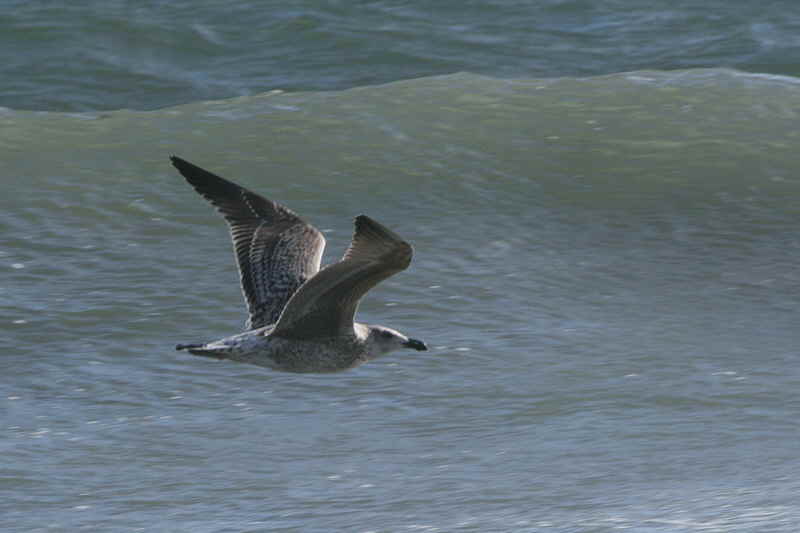 Great Black-backed Gull, North Ronaldsay, Orkney