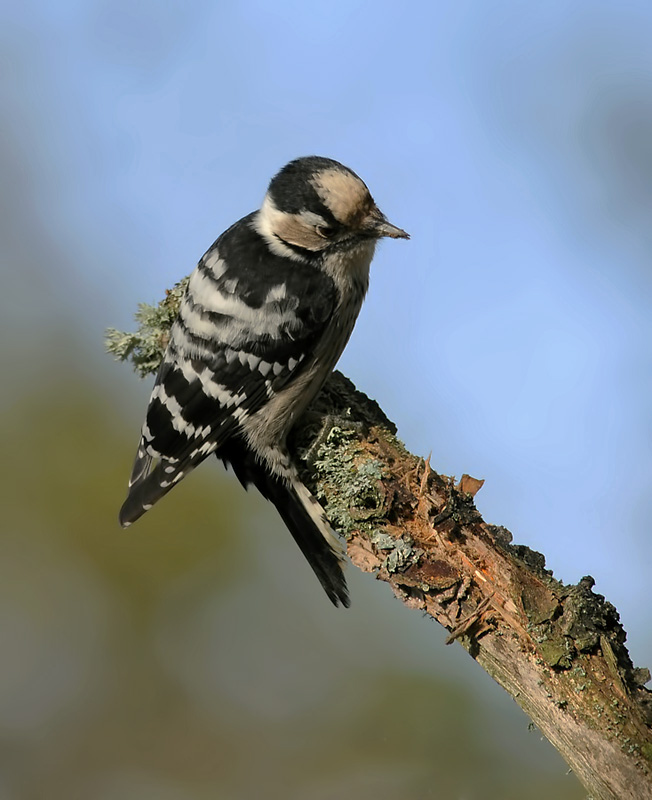 Lesser Spotted Woodpecker  257.jpg