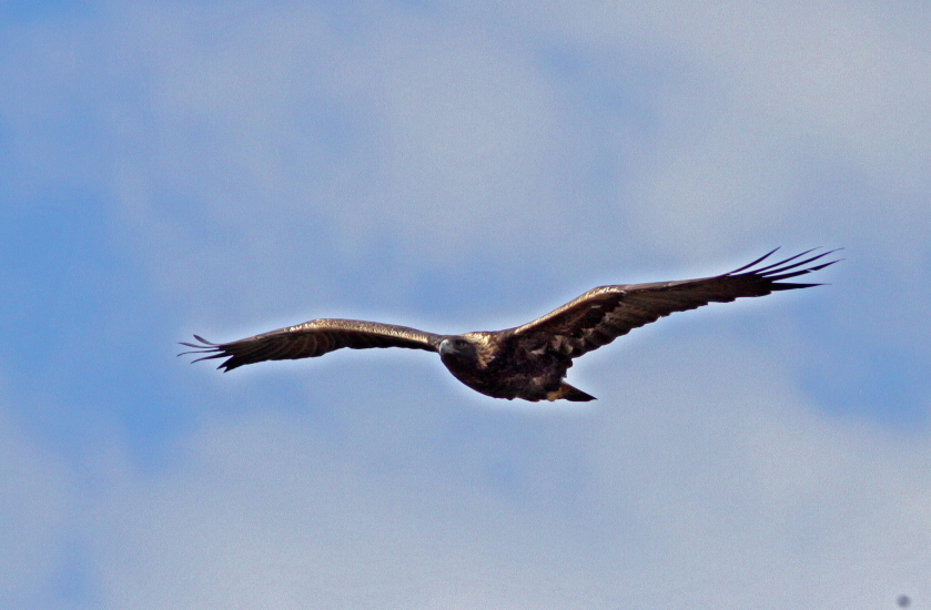 Golden Eagle on campus 1.JPG