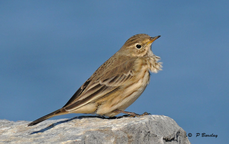 American pipit