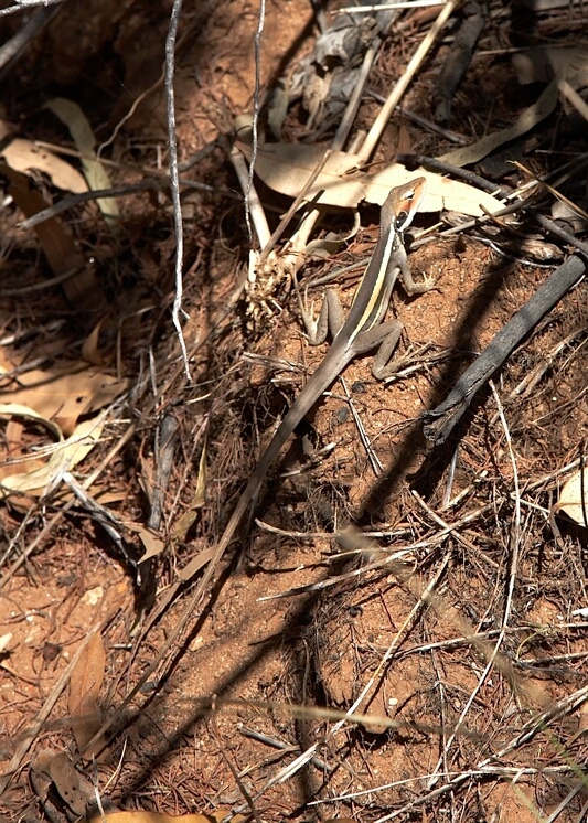 Lizard